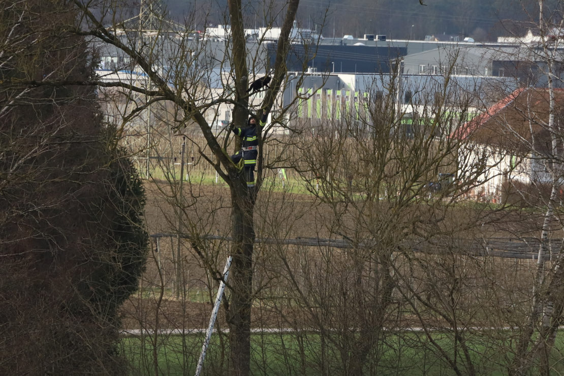 Katze lockte Einsatzkräfte bei Rettungsversuch von einem Baum in Holzhausen in luftige Höhe