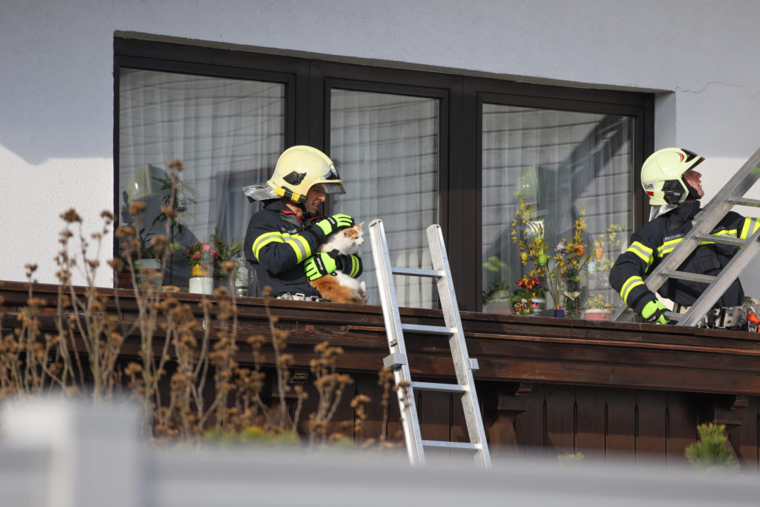 Kater Emilio nach viertägigem Ausflug in Thalheim bei Wels durch Feuerwehr von Hausdach gerettet
