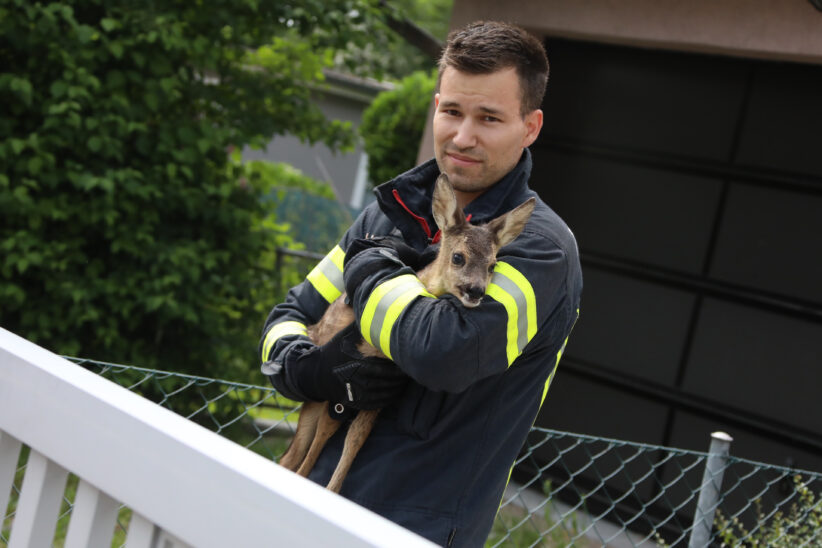 Rehkitz im Garten eines Hauses in Wels-Pernau von Einsatzkräften der Feuerwehr eingefangen