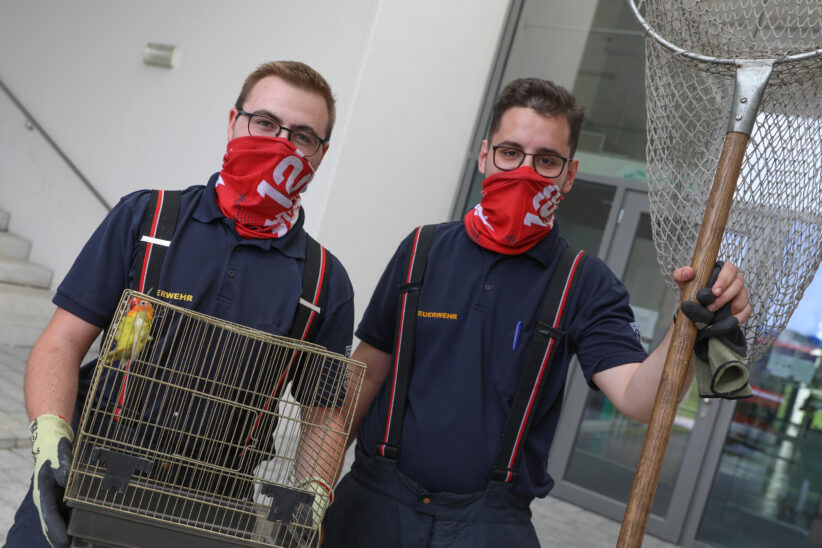 Kanarienvogel im Klassenzimmer: Feuerwehr in einer Schule in Wels-Vogelweide auf Vogelfang