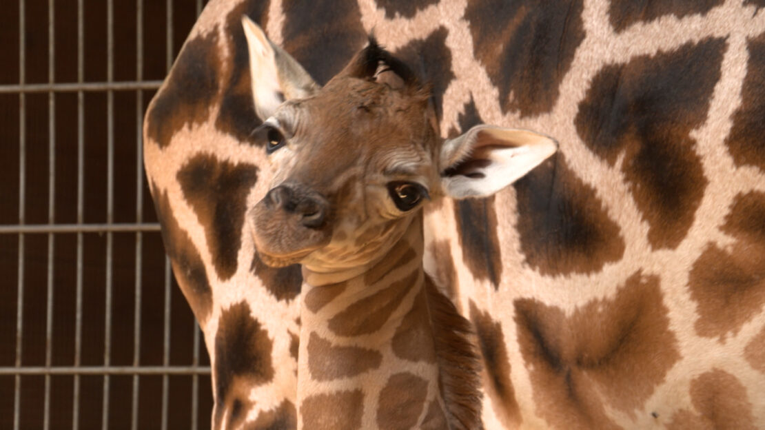 Giraffenbaby im Zoo Schmiding