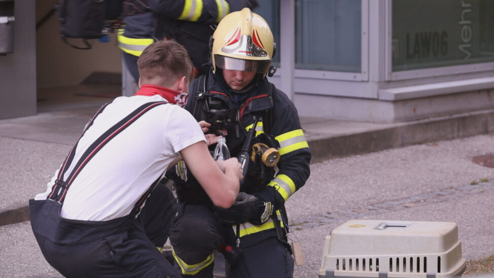 Bewohnerin und zwei Katzen in Wels-Neustadt durch Feuerwehr aus Brandwohnung gerettet