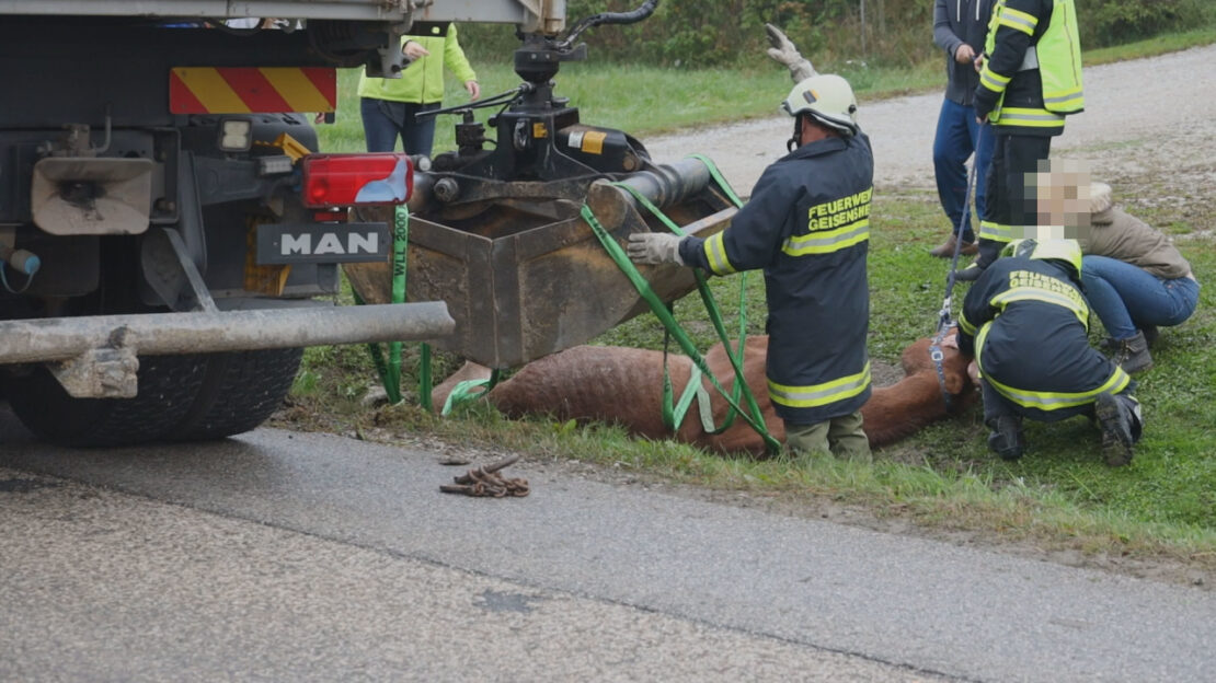 Pferd in Pichl bei Wels durch Einsatzkräfte der Feuerwehr aus Straßengraben gerettet