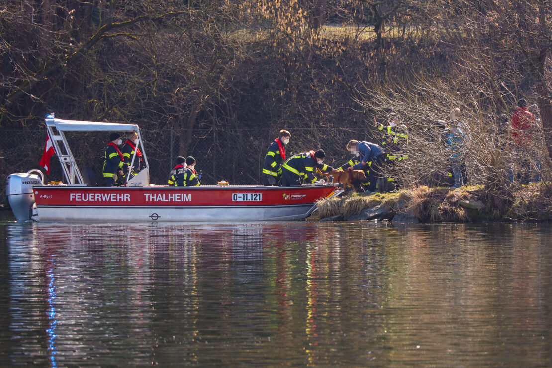 Hund in Thalheim bei Wels mit Feuerwehrboot aus der Traun gerettet