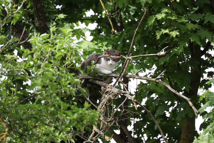 Einsatz wegen einer Katze auf einem Baum in Wels-Vogelweide