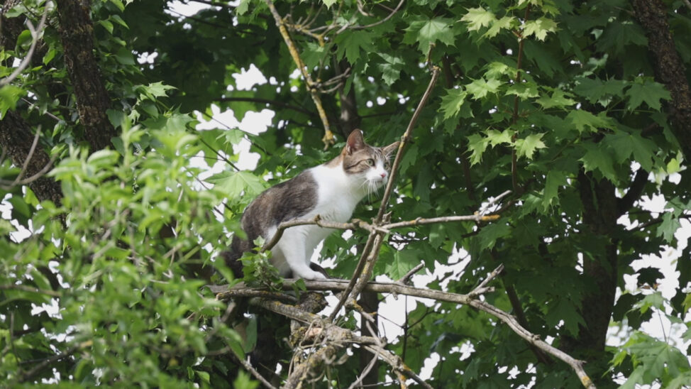 Einsatz wegen einer Katze auf einem Baum in Wels-Vogelweide