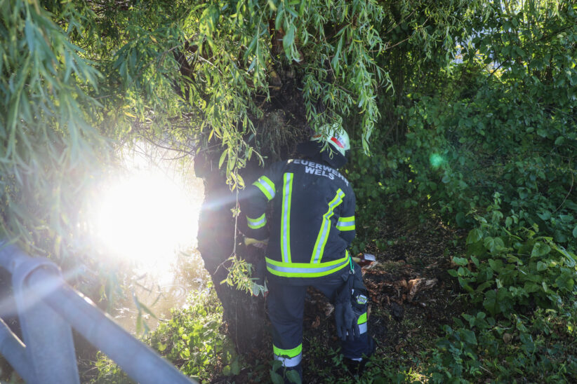 Brand eines hohlen Baumstammes in Wels-Neustadt