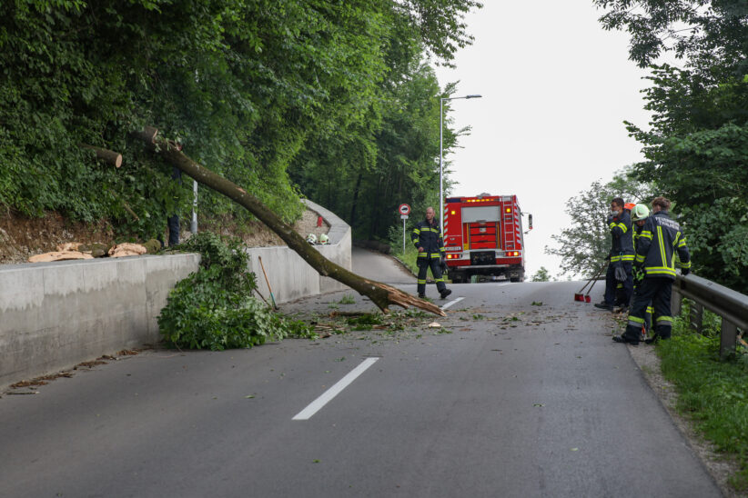 Erneut morscher Baum auf Straße in Thalheim bei Wels gestürzt