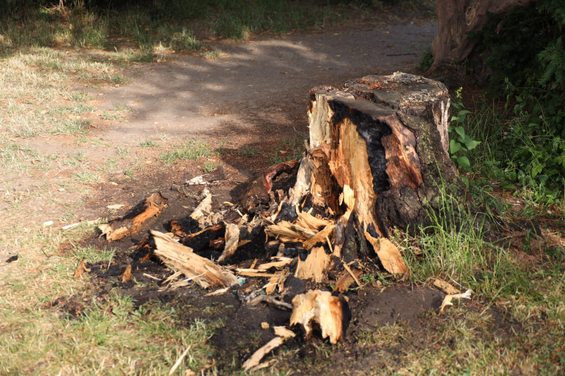 Brand eines Baumstumpfes vor einer Volksschule in Wels-Vogelweide