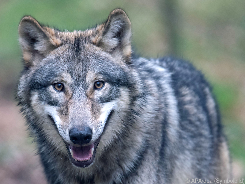 Drei Wolfssichtungen im Mühlviertel in Oberösterreich gemeldet