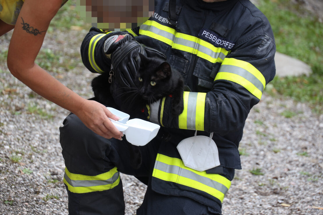 Verletzte Katze in Wels-Innenstadt durch Feuerwehr aus gekipptem Fenster befreit
