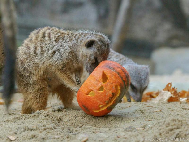 Zoo Schmiding feiert Halloween