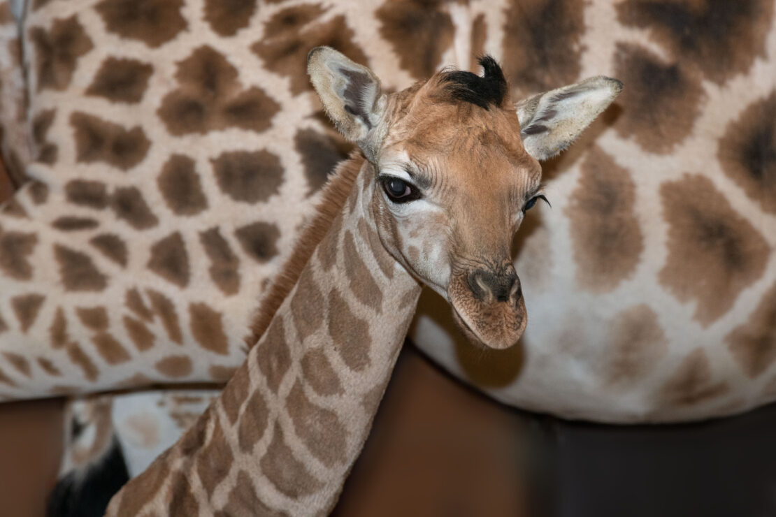 Zoo Schmiding freut sich über Giraffenbaby Nuka