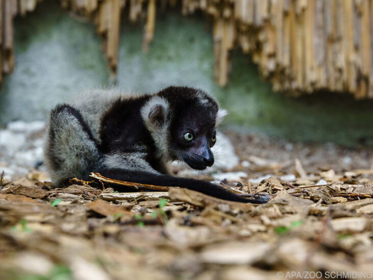 Lemuren-Nachwuchs im Zoo Schmiding