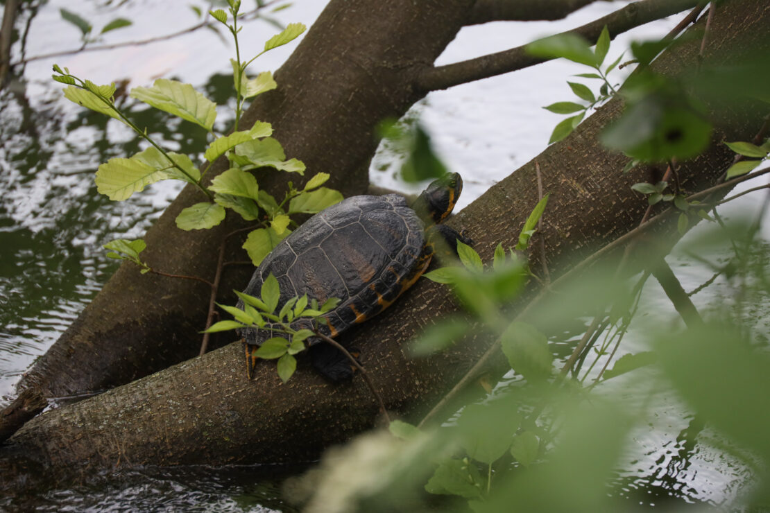 Schildkröte ging während Einsatz beim Mühlbach in Wels-Innenstadt wieder auf Tauchstation