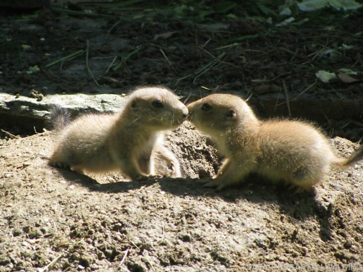 Sechs Präriehund-Babys wuseln im Tiergarten Walding umher