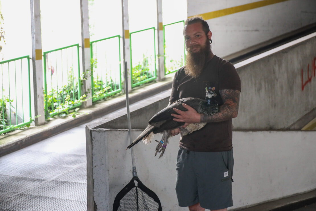 Pfau "abgeschleppt": Tier aus dem Welser Tiergarten verirrte sich in ein Parkhaus in Wels-Innenstadt