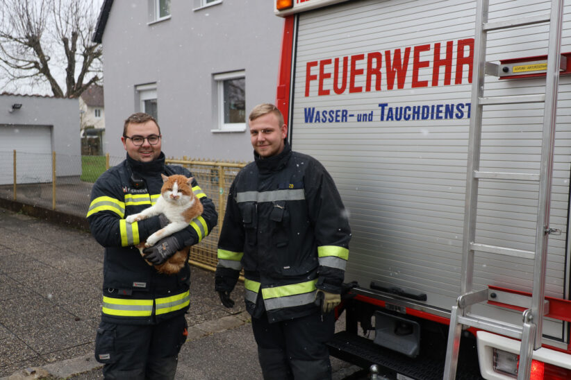 Katze in Wels-Lichtenegg durch Feuerwehr vom Baum gerettet