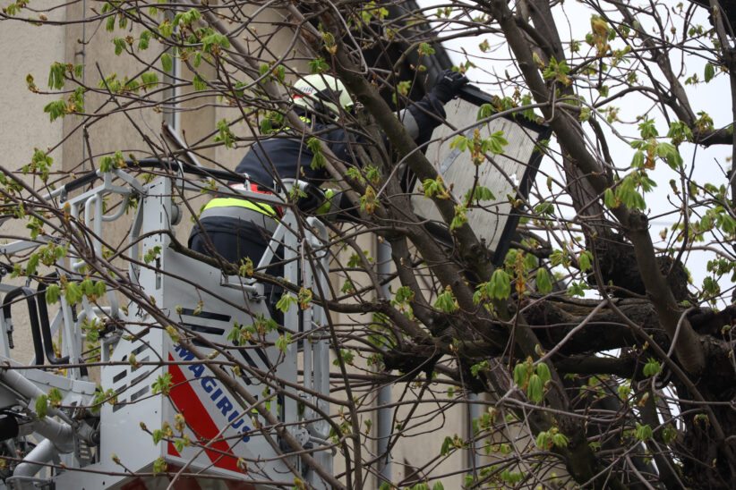 Dachbodenfenster in Wels-Neustadt mit Drehleiter der Feuerwehr aus Baumkrone geborgen