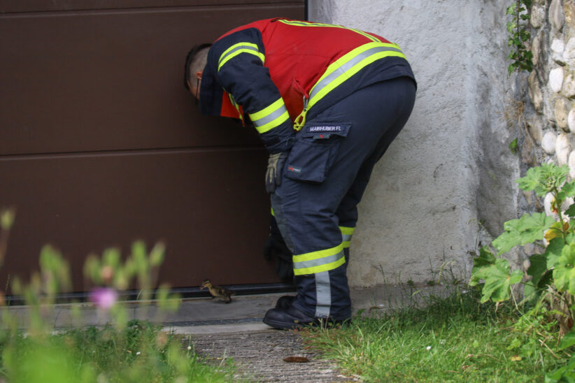 Entenfamilie in Wels-Pernau durch Einsatzkräfte der Feuerwehr und Anwohner wieder vereint