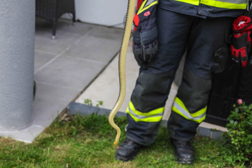 Äskulapnatter durch Einsatzkräfte der Feuerwehr in Marchtrenk gerettet